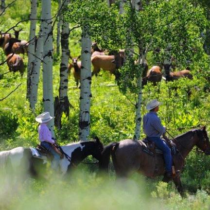 1/2 Day Summer Trail Ride | Del's Triangle 3 Ranch