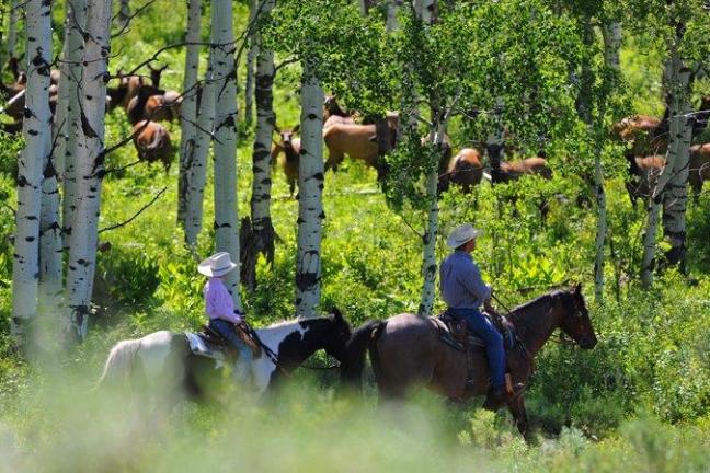 1/2 Day Summer Trail Ride | Del's Triangle 3 Ranch