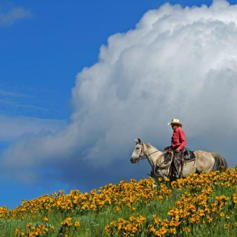 Ray rides a horse through a field of yellow wildflowers.