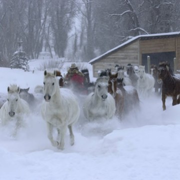 Del’s Triangle 3 Ranch