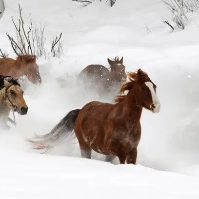 Del's Triangle 3 Ranch