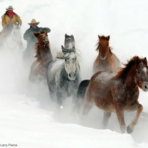 Del’s Triangle 3 Ranch